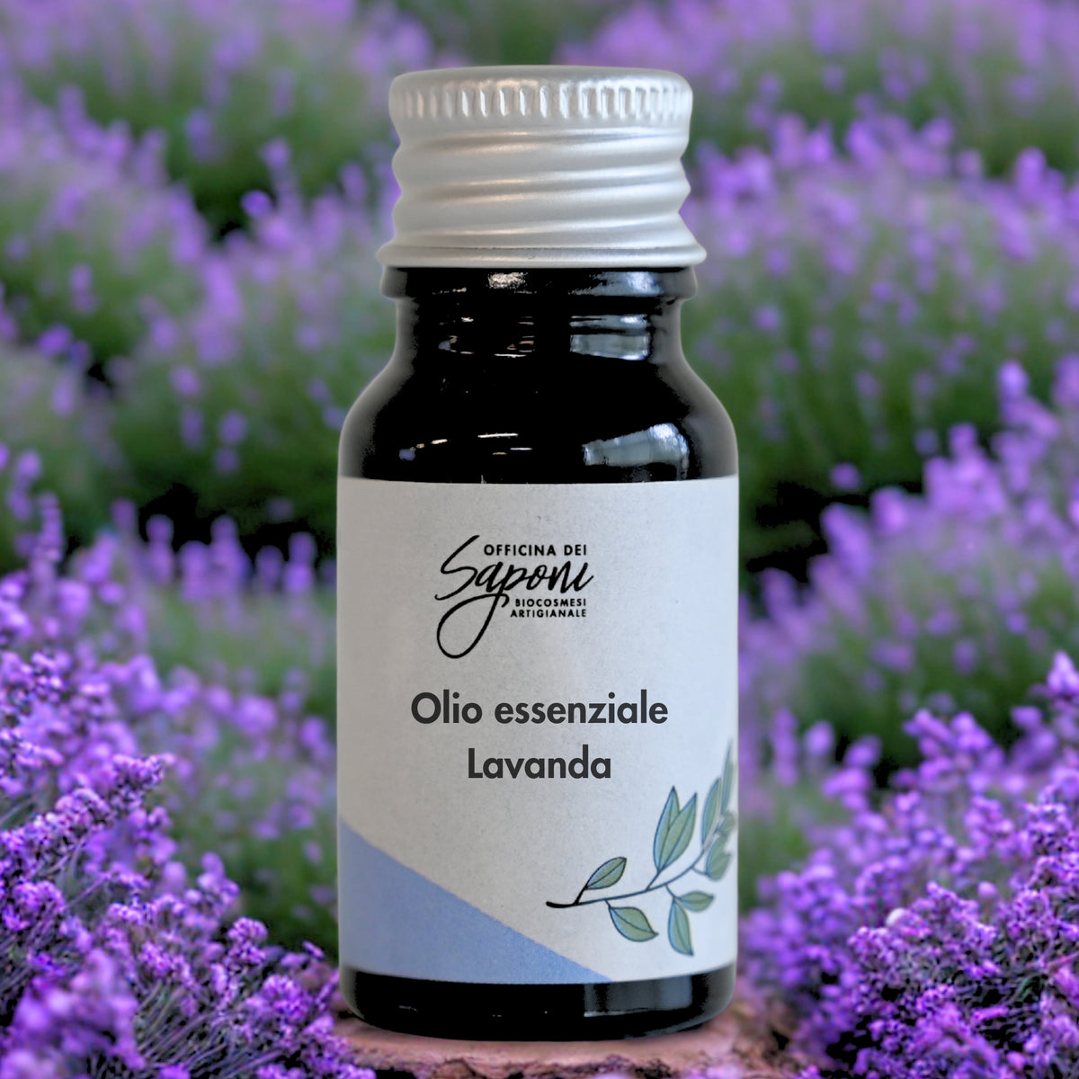 Lavanda