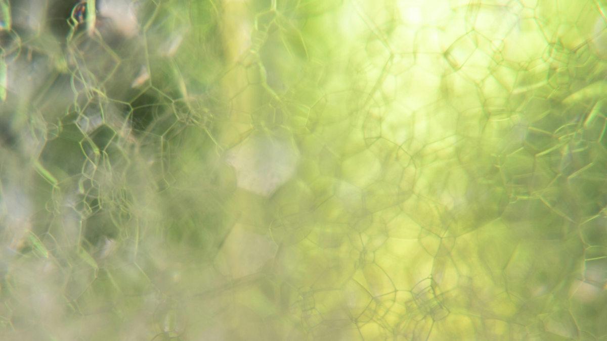 Skincare biodiversa: le piante fermentate nei prodotti Officina dei Saponi